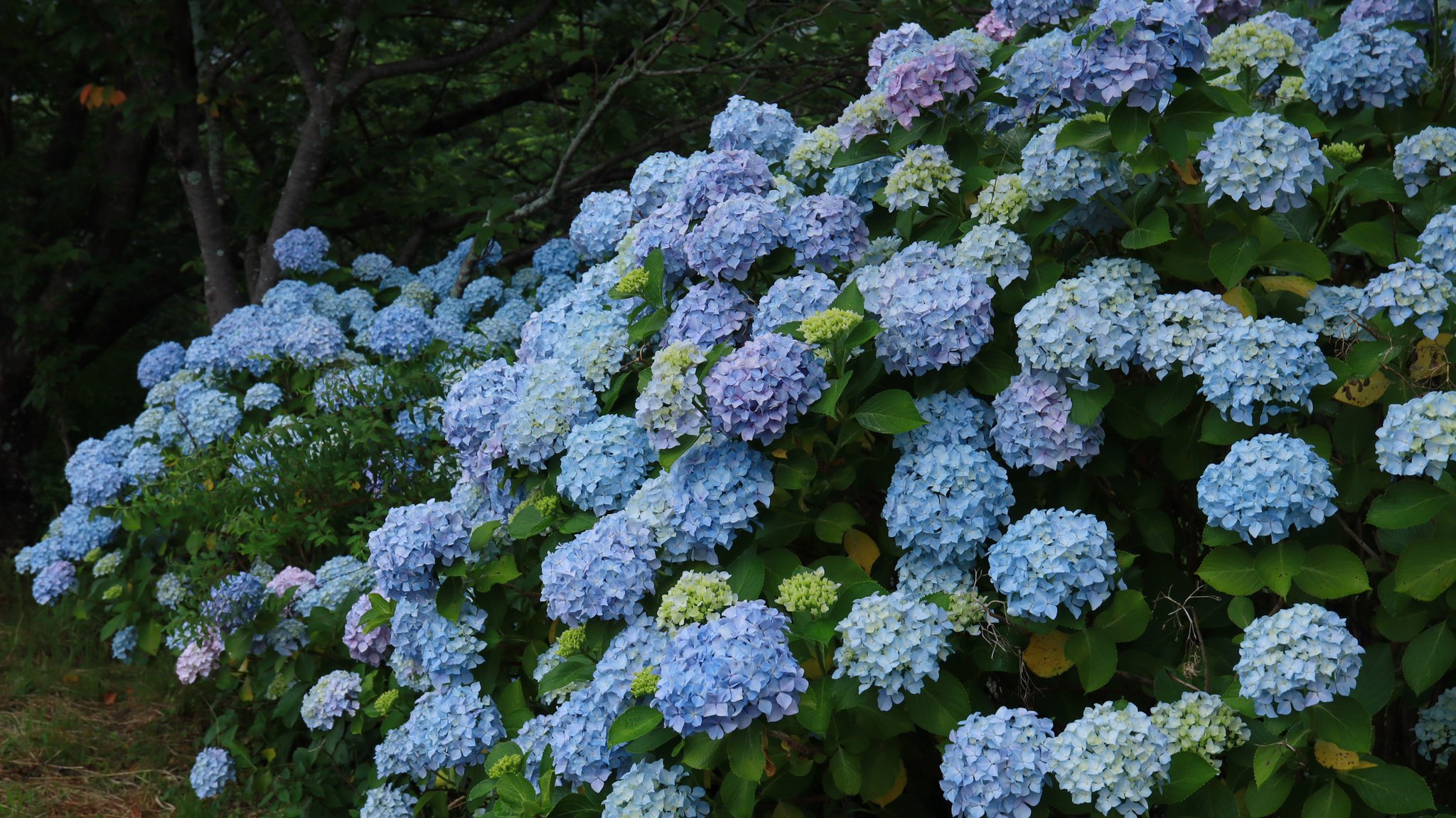 ぽるこす 昨日 生名ロマン街道沿いの紫陽花を撮影に行ってきました 今が一番見頃でしょうか 種類も沢山増えていい感じです 紫陽花 勝浦町 阿波かつうら T Co Beiej2ocy7 Twitter