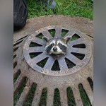 アライグマの赤ちゃんに悲劇!マンホールの穴に首がすっぽりはまる姿が衝撃的!