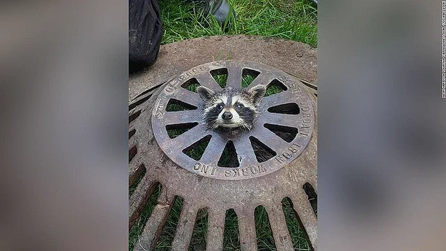 アライグマの赤ちゃんに悲劇！マンホールの穴に首がすっぽりはまる姿が衝撃的！