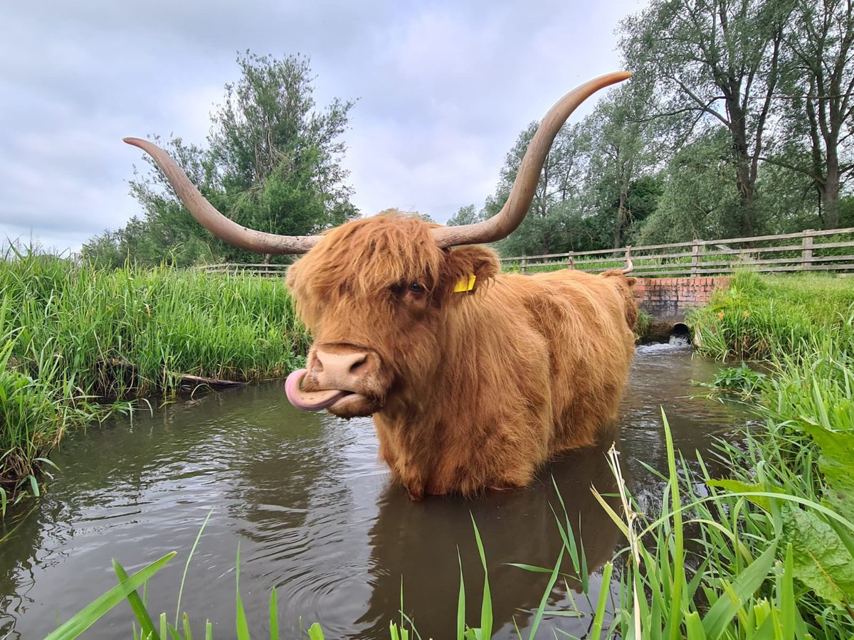 Get out for a Sunday stroll! It’s looking beautiful around the reserve and there’s plenty of spots to cool down. #taverhammill