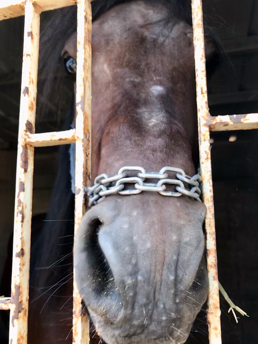 🚨⛑ Help us make these animals lives better, much much better just as they deserve 🚨💔 bit.ly/3vNVAA8