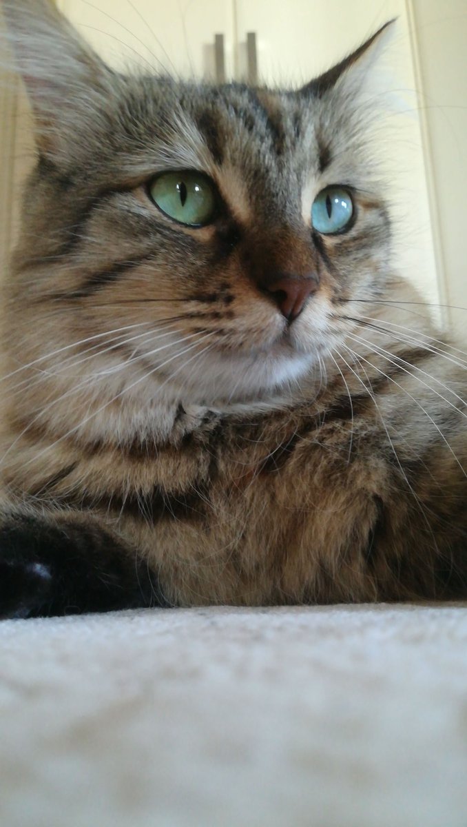 ismail cem yılmaz (@ismailcemyilmaz) on Twitter photo 