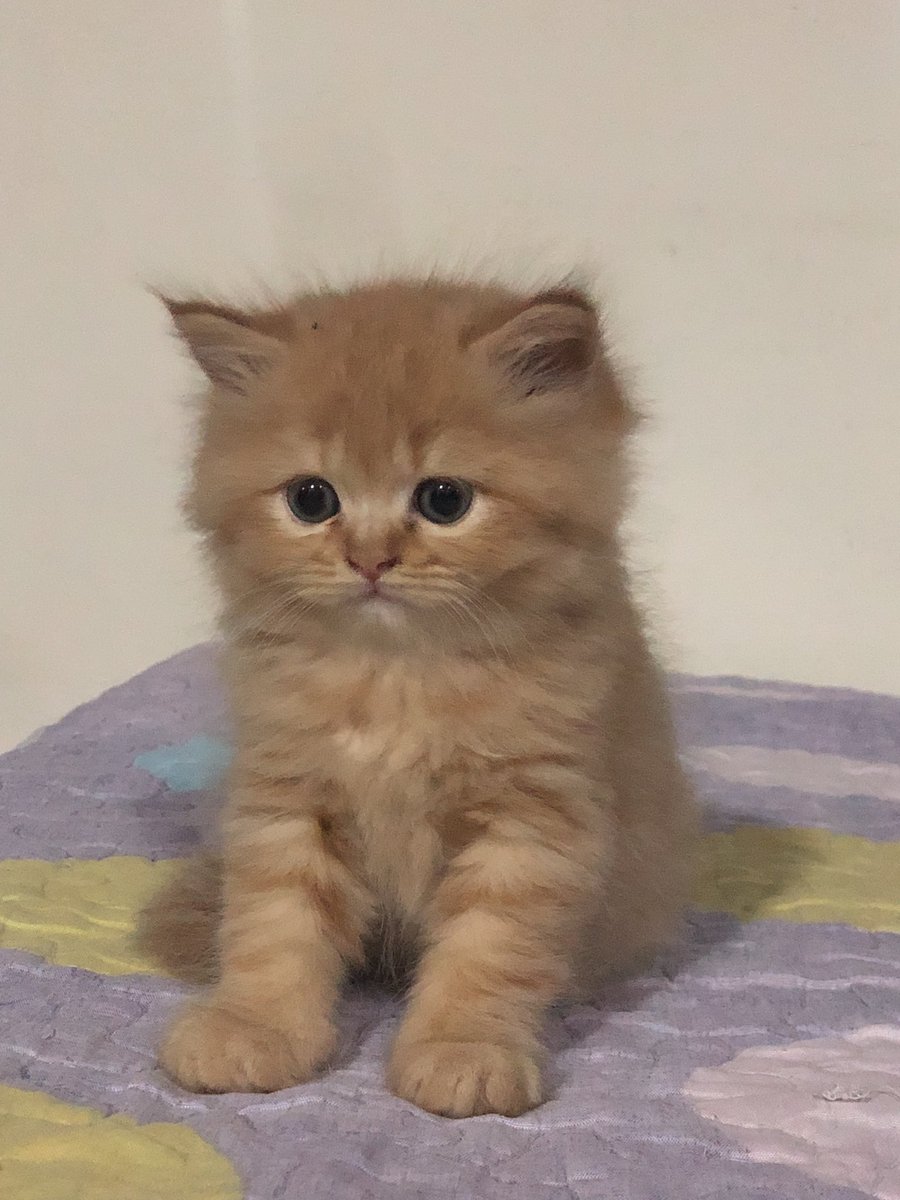 sophiayns's tweet photo. smol https://t.co/LnFIQPA6p1
