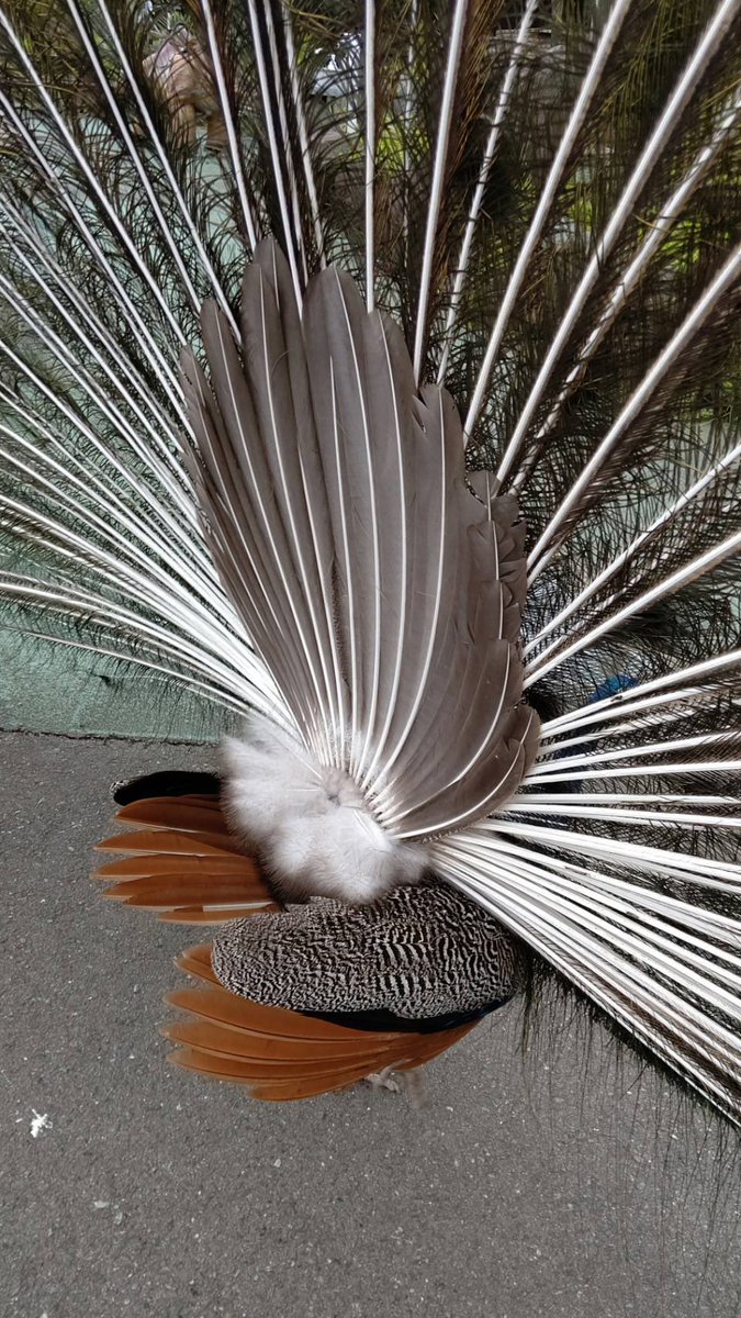 恋の季節 ピークかなぁ´ ³`)ﾉ ～💓♂♀🦚 薄曇りの園内で´³
