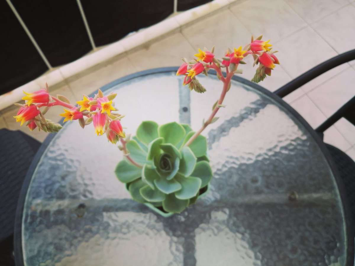 Merhabalar,
@bahcevanonline  bu sukulenti çoğaltabilir miyim? Nasıl çoğaltabiliyoruz? Yardımınıza ihtiyacım var. Teşekkür ederim