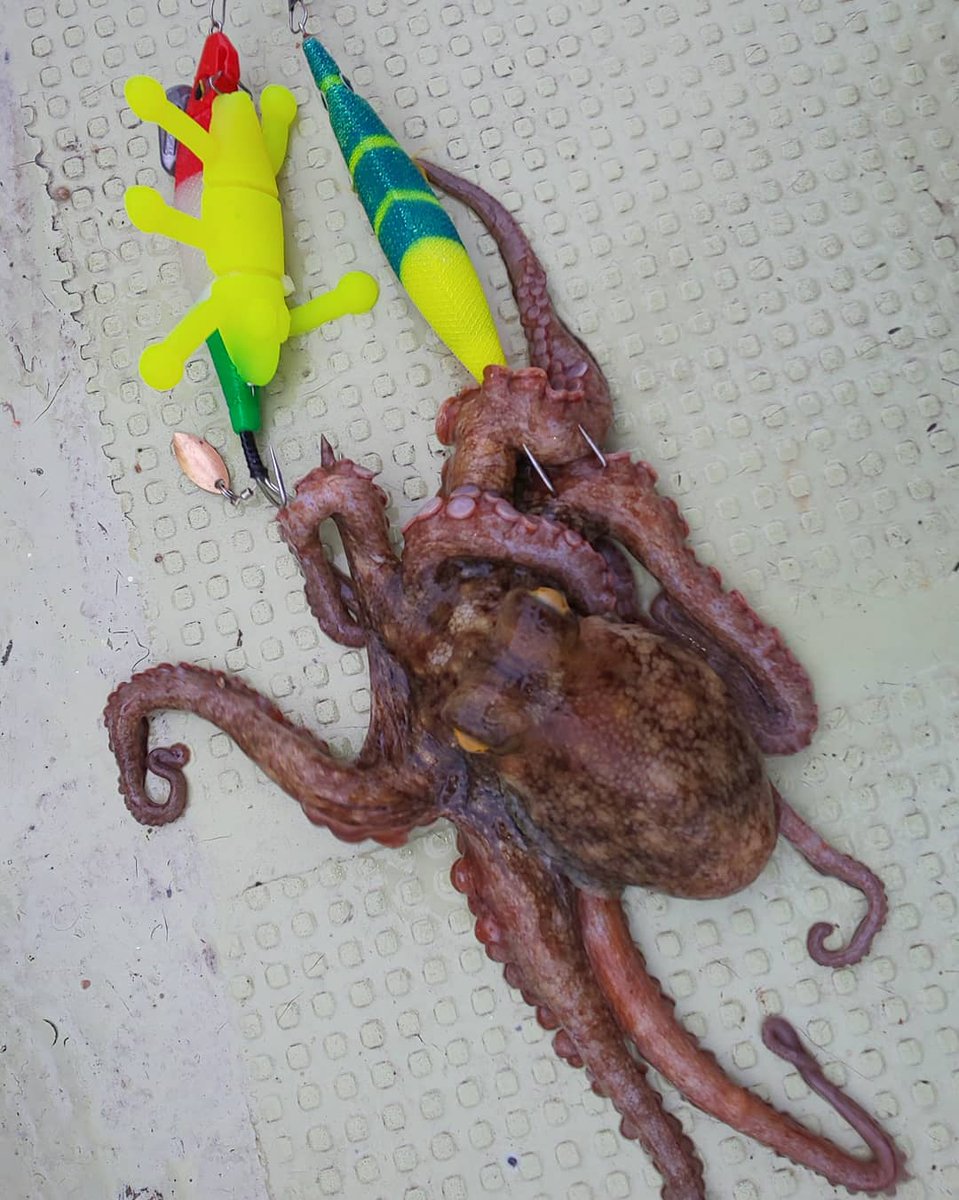 タコの恋人