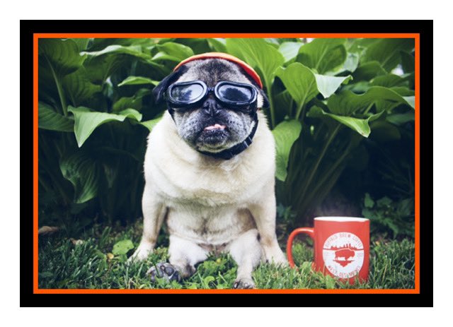 buffalo_brew's tweet photo. Sundays with #Sooshie…enjoy. https://t.co/3AHN24xXGx