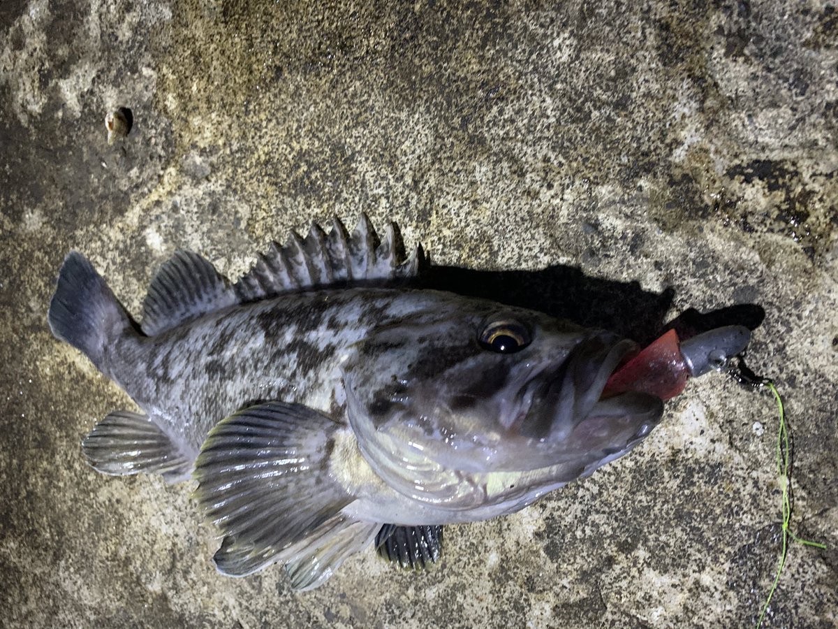 いべりこぶた 本日の釣果 アブラコ 1 ソイ 4 リリース2 ヒラメさん また今度お迎えに行くからねっっ ヨハマンゾクジャ 北海道 釣り 日本海 夜釣り ソイ アイナメ アブラコ ロックフィッシュ いべりこぶた 本日の釣果 アブラコ 1 ソイ 4 リリース2 ヒラメさん また今度お迎えに行くからねっっ ヨハマンゾクジャ 北海道 釣り 日本海 夜釣り ソイ アイナメ アブラコ ロックフィッシュ