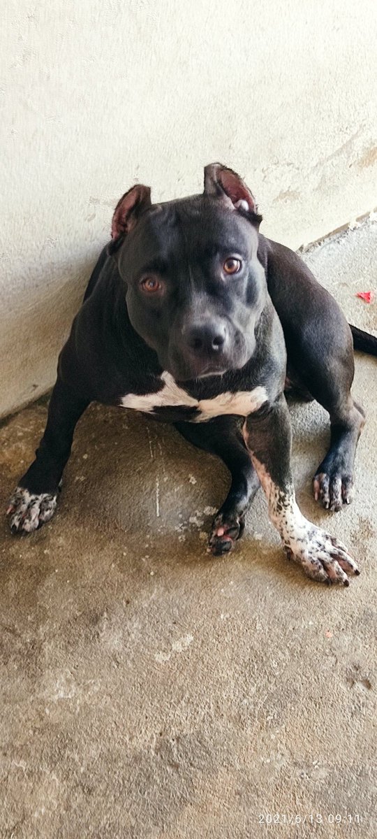 Kira Cyborg Bully Banho matinal ela ama kkkkk !!!