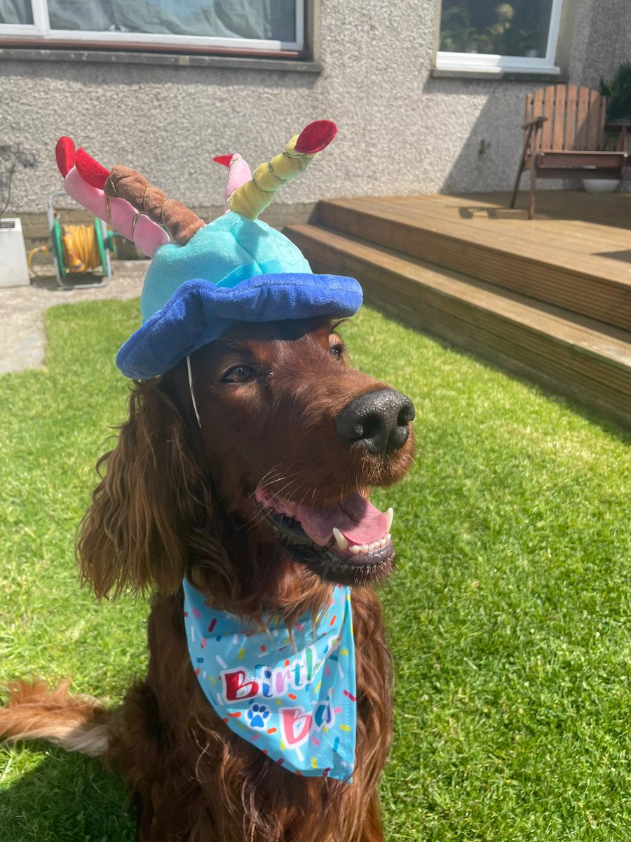 comfy_cards's tweet photo. It's my birthday today and I'm 3.🎈🎈🎉🎊 I got treats, apple and peanut butter homemade pupcakes and new toys. What a day.🙂🌞🤗🐾🐾 #irishsetters #BarneyTheIrishSetter #BarneyBops #birthday #fun #garden #sunshine https://t.co/IK0YrwCNhJ