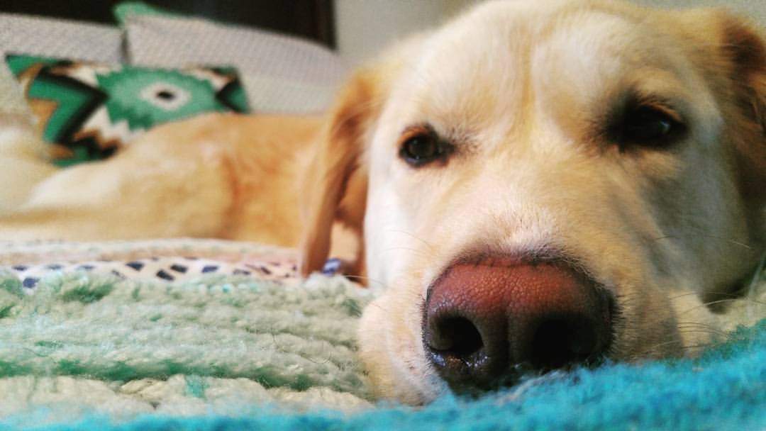 Why yes Jasper, I'd rather stay in bed too 🤣