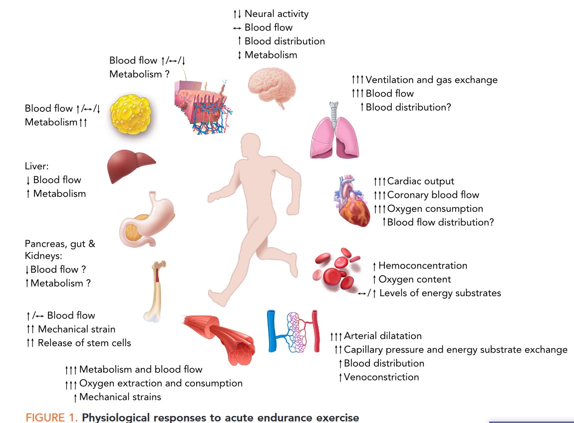 Organ-Specific Physiological Responses to Acute Physical Exercise and Long-Term Training in Humans

#exercise #physiology #exercisetraining

journals.physiology.org/doi/full/10.11…