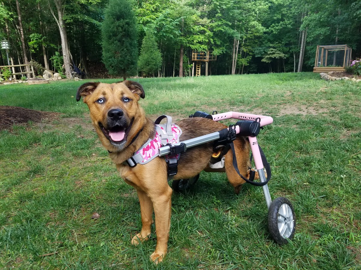 LTParkerJr's tweet photo. Gracie is so happy and proud of her new harness!
#beautifultogetheranimalsanctuary
#fosterdog https://t.co/kWuqqE8Uix
