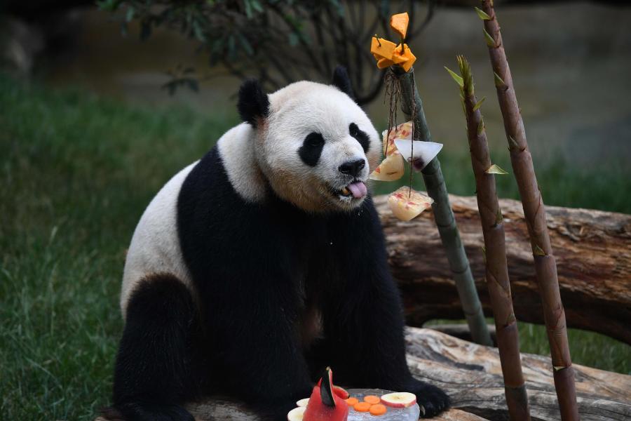 ChinaEmbGermany's tweet image. Die #Pandabären und ihre Tierfreunde feiern das #Drachenbootfest auch mit, indem sie die speziell zubereiteten Klebreisklößchen auf der Zunge zergehen lassen. german.cri.cn/fotos/alle/346…