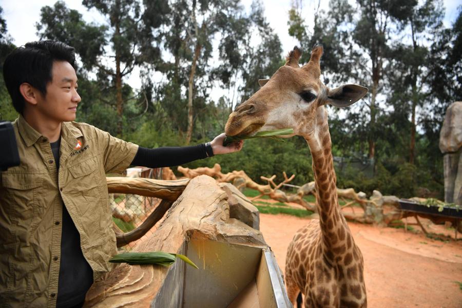 ChinaEmbGermany's tweet image. Die #Pandabären und ihre Tierfreunde feiern das #Drachenbootfest auch mit, indem sie die speziell zubereiteten Klebreisklößchen auf der Zunge zergehen lassen. german.cri.cn/fotos/alle/346…