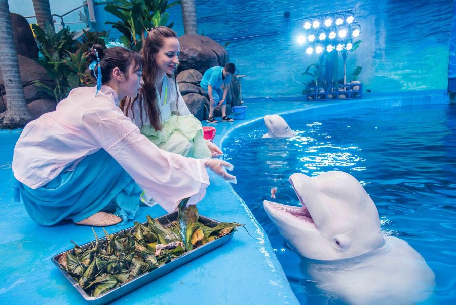 ChinaEmbGermany's tweet image. Die #Pandabären und ihre Tierfreunde feiern das #Drachenbootfest auch mit, indem sie die speziell zubereiteten Klebreisklößchen auf der Zunge zergehen lassen. german.cri.cn/fotos/alle/346…