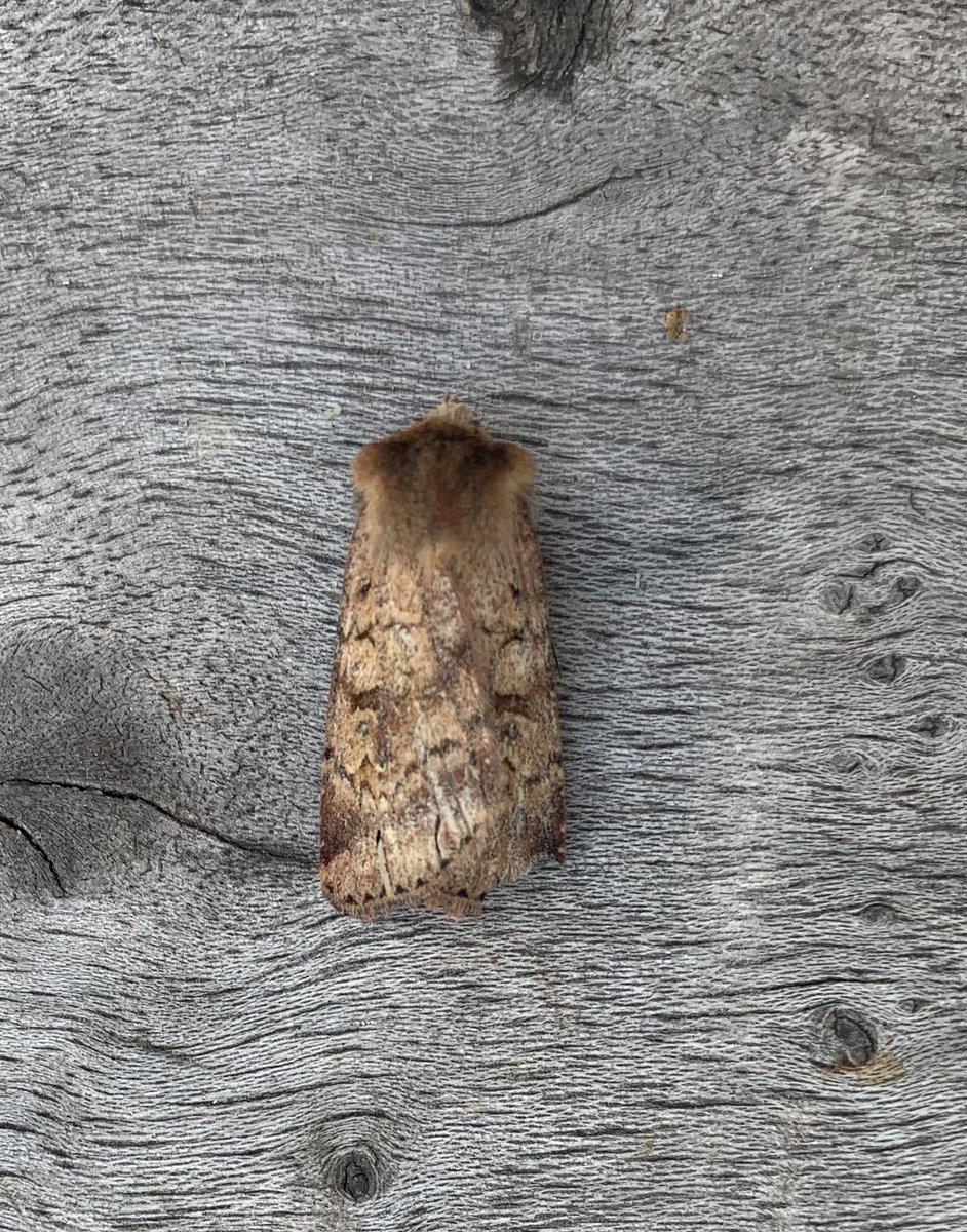 sivajothy's tweet photo. Hey moth Twitter. Thoughts on this moth? Caught in West Sheffield. https://t.co/D5qzHmn4ay