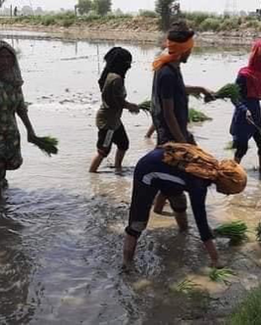 Ramjango_1762's tweet photo. ਇਹ ਕੁੜੀ ਕਰਾਟੇ ਦੀ ਖਿਡਾਰਨ ਹੈ ਜੋ ਨੈਸ਼ਨਲ ਲੇਵਲ ਤੇ ਖੇਡ ਚੁੱਕੀ ਆ... ਪਰ ਨਲਾਇਕ ਸਰਕਾਰਾਂ ਦੇ ਕਾਰਨ ਅੱਜ ਇਹ ਕੁੜੀ ਝੋਨਾ ਲਾਉਣ ਨੂੰ ਮਜਬੂਰ ਆ... ਚੋਰ ਕੁਰਸੀਆਂ ਤੇ ਬੈਠੇ ਨੇ ਤੇ ਤੇ ਜਿਹਨਾਂ ਵਿੱਚ ਕੋਈ ਗੁਣ ਆ ਉਹ ਰੁੱਲਦੇ ਫਿਰ ਰਹੇ ਨੇ ਇਸ ਦੇਸ ਚ...

#shame_on_govt https://t.co/8AxCK5xGcm