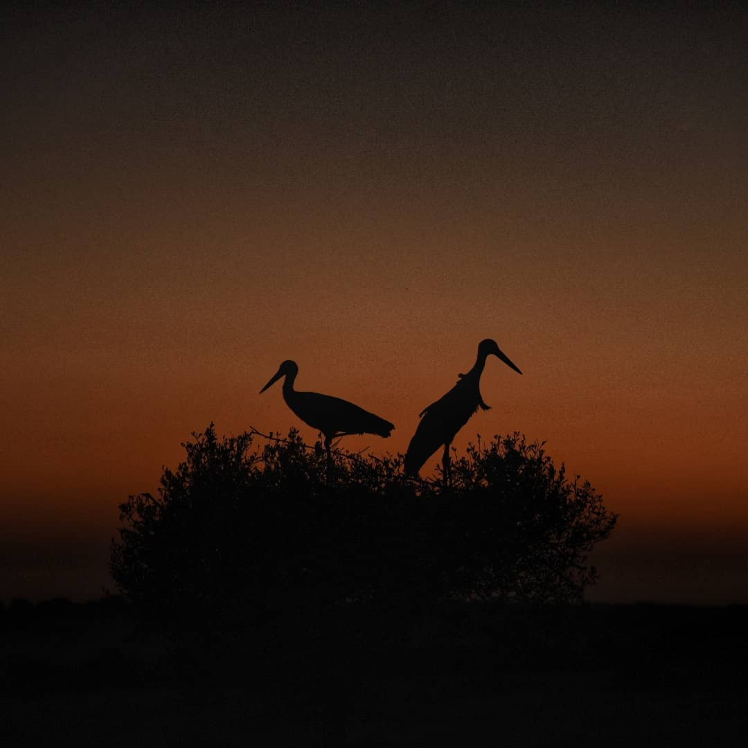LocalguideSVQ's tweet photo. Repost Instagram @daniellunarodriguez
#dehesadeabajo
Cigüeñas
#LocalGuidesSevilla #LocalGuides.
Si quieres aparecer en la galería utiliza etiqueta: #LocalGuidesSevilla
#ongooglemaps #letsguides https://t.co/R1Yu2vfq7r