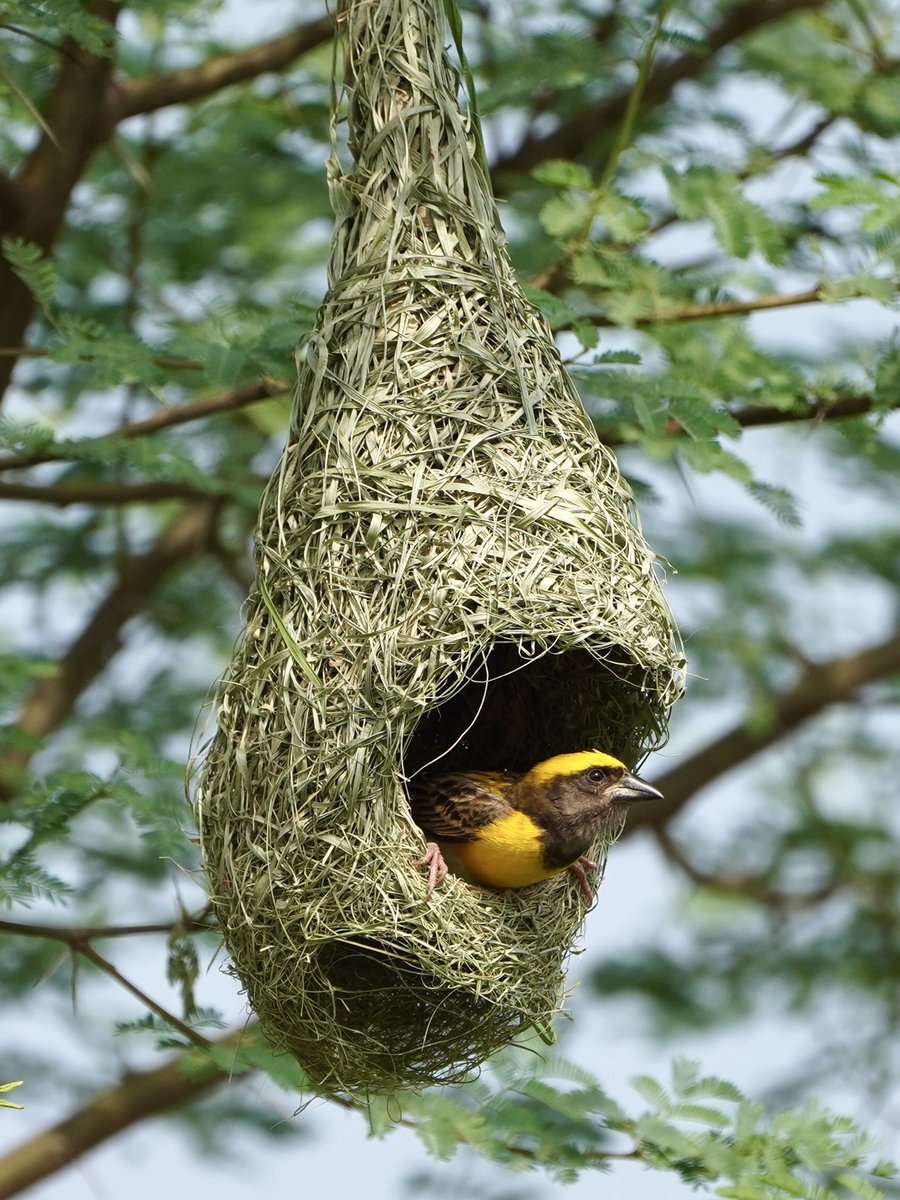 Baya Weaver working hard to get a mating partner…

#Ploceusphilippinus 
#IndiAves #BayaWeaver
#ThePhotoHour
#NaturePhotography #TwitterNatureCommunity @WildHues #CuckooTime #CuckoosofIndia 
@Avibase #Luv4Wilds