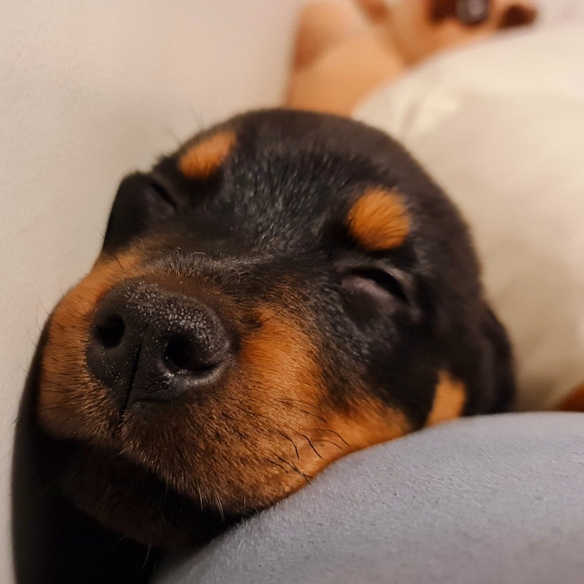 I am going to wake up soon and hassle Mama again 🤣🤣#puppiesofinstagram #puppylove #puppy #pup #puppies #pupper #puppyoftheday #puppygram #puppylife #puppydog #rottweiler #rottie #rottweilers #rottweilers_of_instagram #rottiesofinstagram #nz #nzdogsofinstagram #nzdog #dog