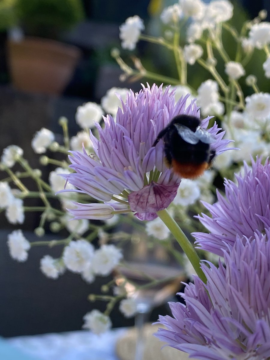 So apparently it was #NationalRoseDay yesterday. I think we did it justice! 🇬🇧🇫🇷🇺🇸 🐝 <a href="/RoedererEstate/">Roederer Estate</a> <a href="/LouisRoederer_/">Louis Roederer</a> #DomainesOtt <a href="/MMDUK/">MMD UK</a>
