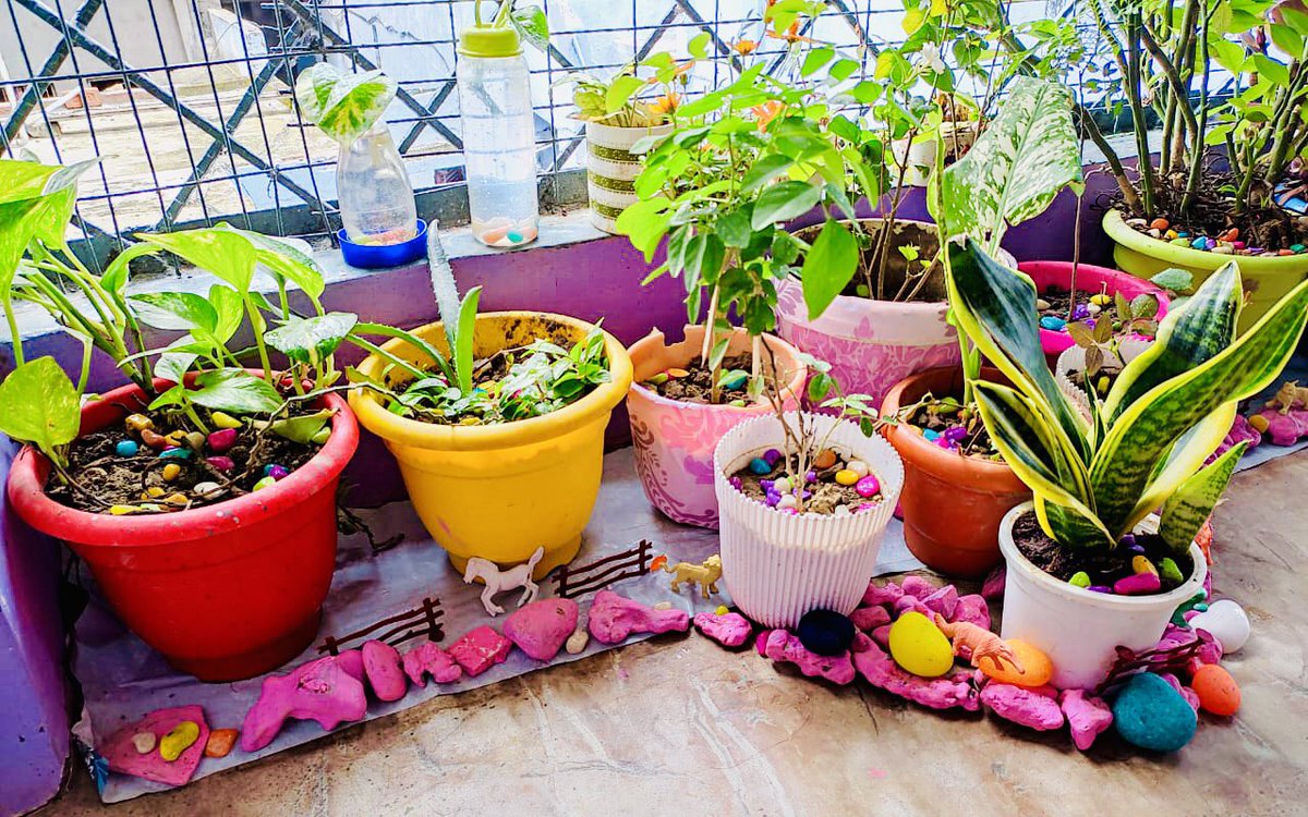 farazakacool's tweet photo. #BalconyPlantion #PlantSafari #SundayCreativity https://t.co/udkkDVmkYq