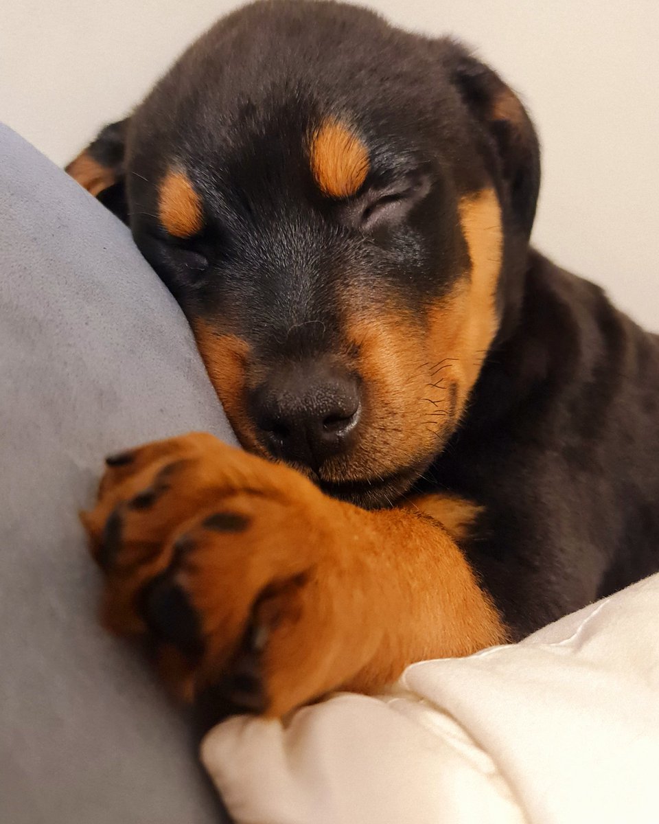 Sleep? Hmm. This is my nap actually🤣🤣#puppiesofinstagram #puppylove #puppy #pup #puppies #pupper #puppyoftheday #puppygram #puppylife #puppydog #rottweiler #rottie #rottweilers #rottweilers_of_instagram #rottiesofinstagram #nz #nzdogsofinstagram #nzdog #dog #dogsnz