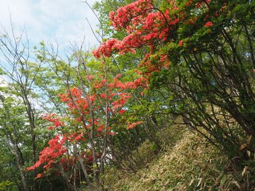 赤城山のつつじの22年の見頃や開花情報は アクセス 直通バスや車 は そらいろ 日本が魅せる多彩な表情