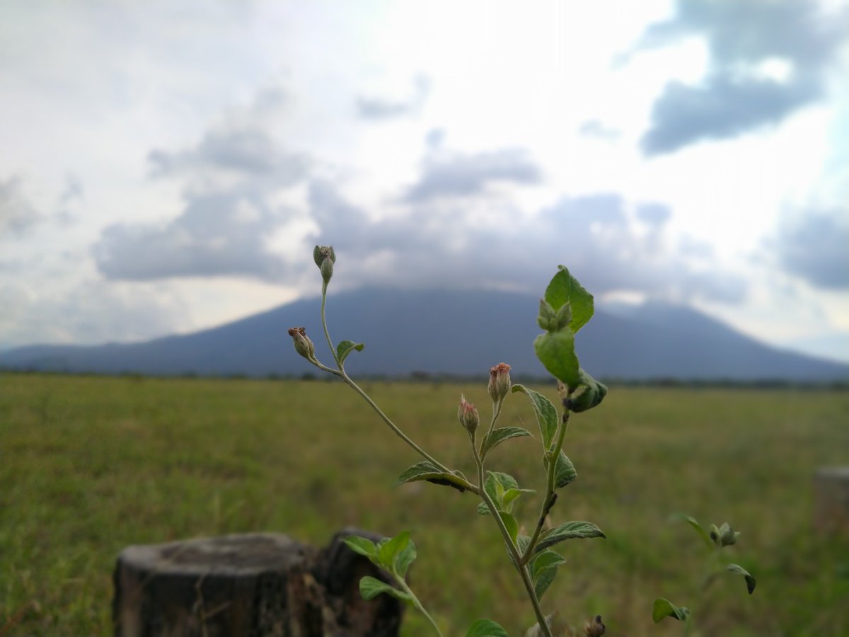 renofarhan's tweet photo. @nikkoilham Baluran #shotbyphone https://t.co/pwEC1EzJPb