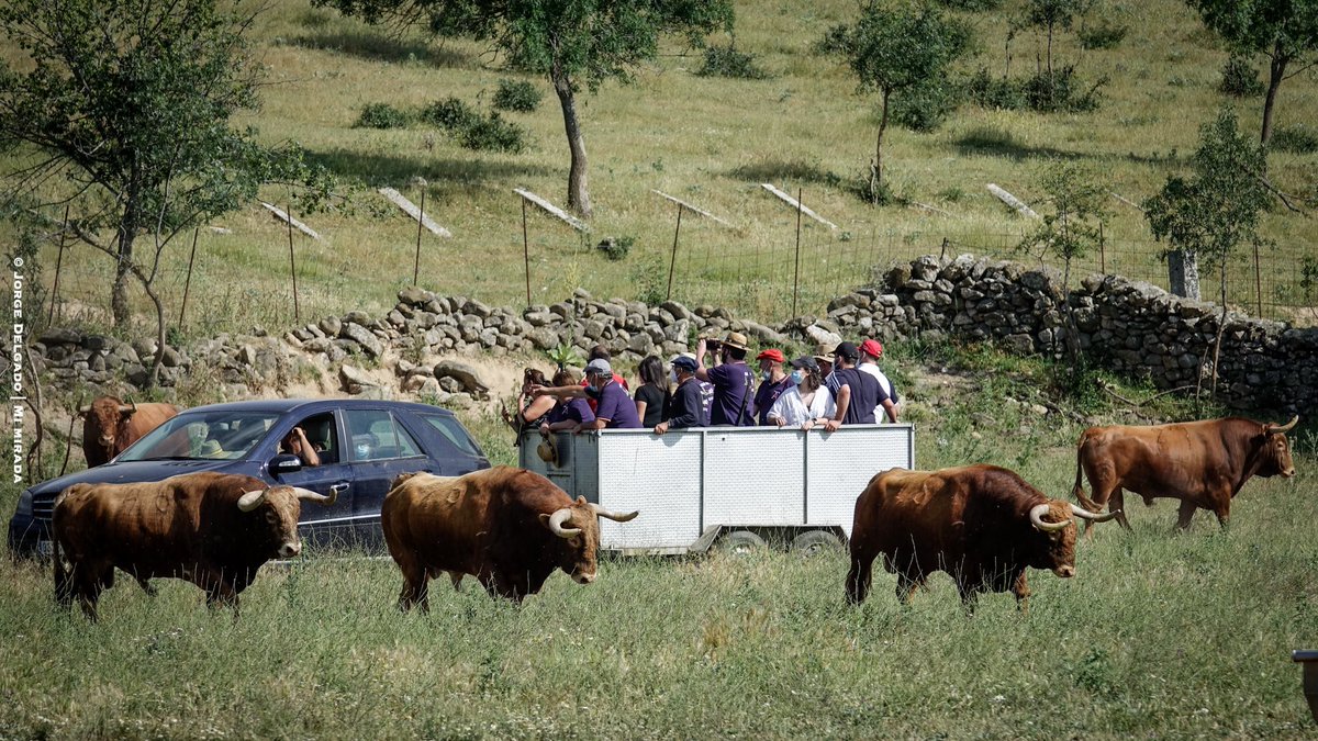 En un ejercicio de promoción y subvención de la tauromaquia sin tintes políticos únicamente por pasión y afición seguimos enseñando el campo y conseguimos acercar a los aficionados y no, a las plazas de toros. #tauromquia #enseñandoelcampo <a href="/GanaderiaGuzman/">Ganaderia Guzman</a> <a href="/Ganaderiajg/">Jesus Gonzalez</a>