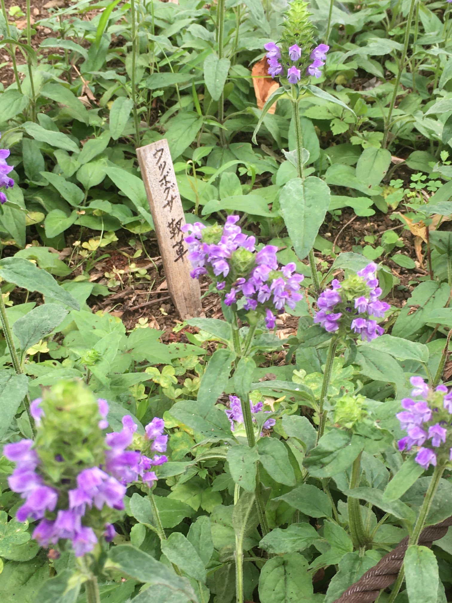 靭草 Twitter Search Twitter