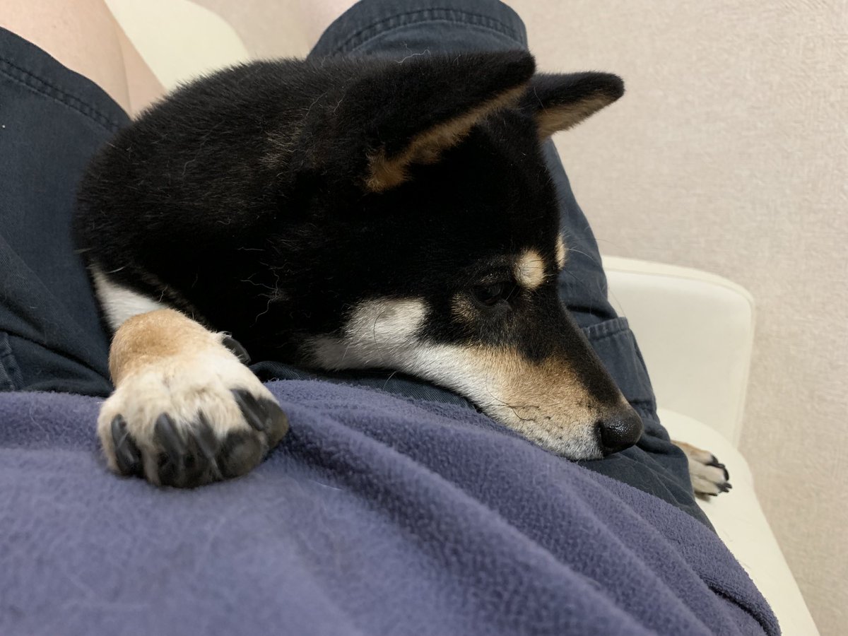 黒柴りつ 黒柴すみ Kuroshiba Ritsu Twitter