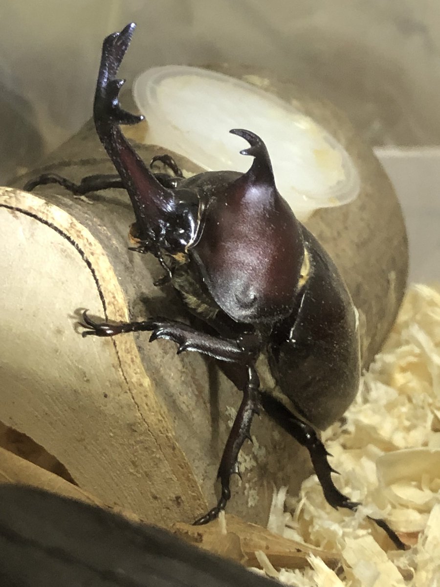 カブトムシ育成日記 V Twitter やや赤ボディのカブトムシ カブトムシ 国産カブトムシ