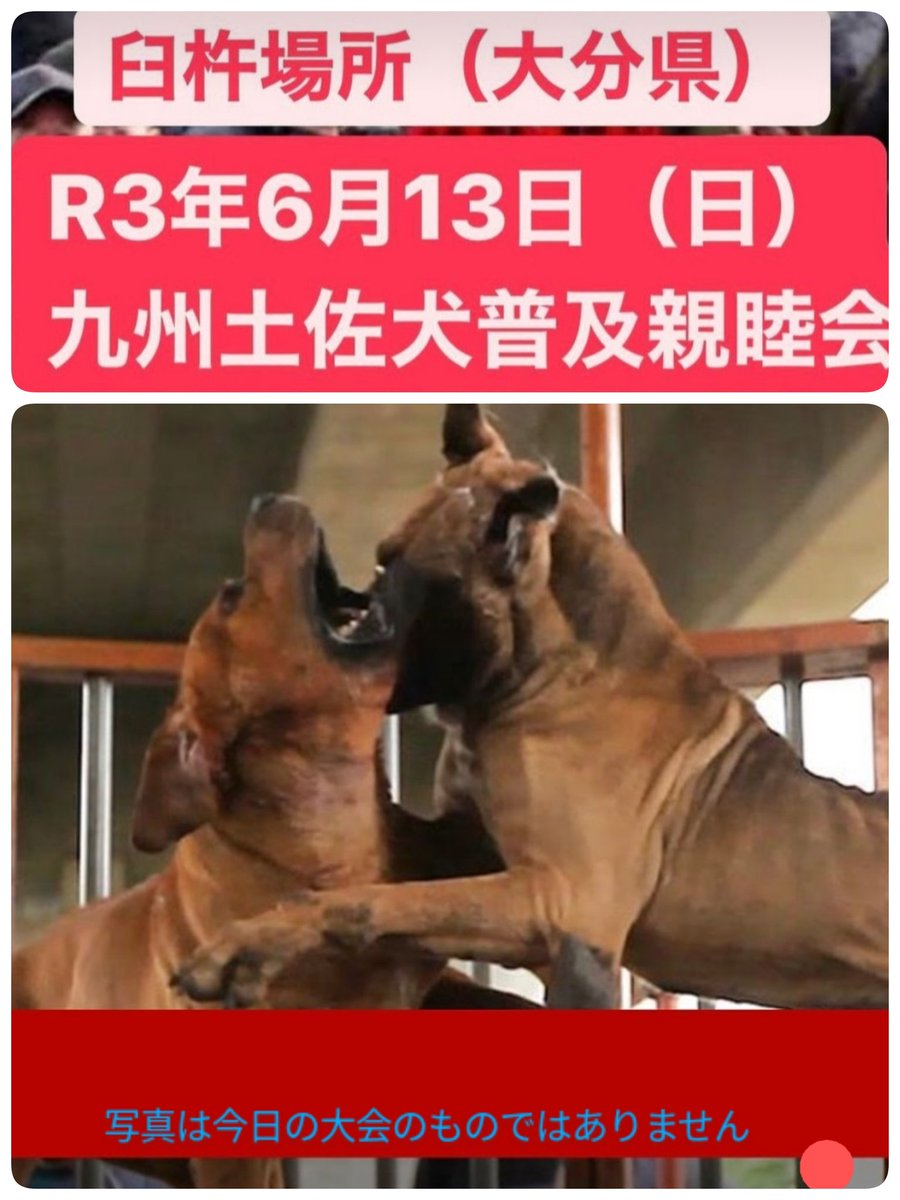 Kumiko 本日6月13 日 の土佐犬普及親睦会は開催されました 中止にはできませんでした 日本各地で闘犬 は開催されています どうか闘犬禁止のために声を届けてください 闘犬廃止 闘犬反対 ハガキアクション メールアクション 環境省 環境大臣