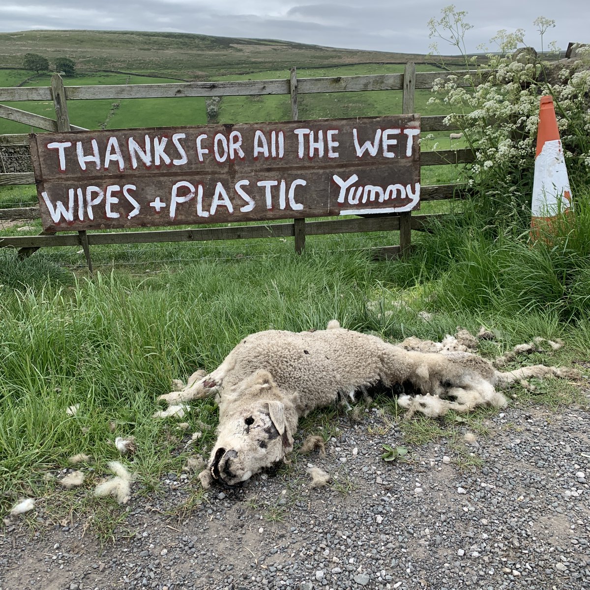 Sorry about this horrible photo.  Our neighbours are hill farmers.
This is what happens when visitors to the moors outside Haworth drop litter.  Take your rubbish home. 
#litter #brontecountry #countrysidecode