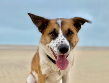 Dog Friendly Cornwall tweet media