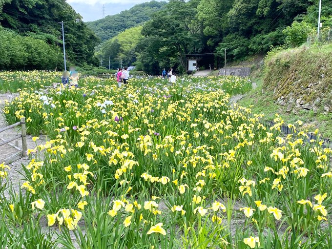 花しょうぶのtwitterイラスト検索結果 花しょうぶのtwitterイラスト検索結果