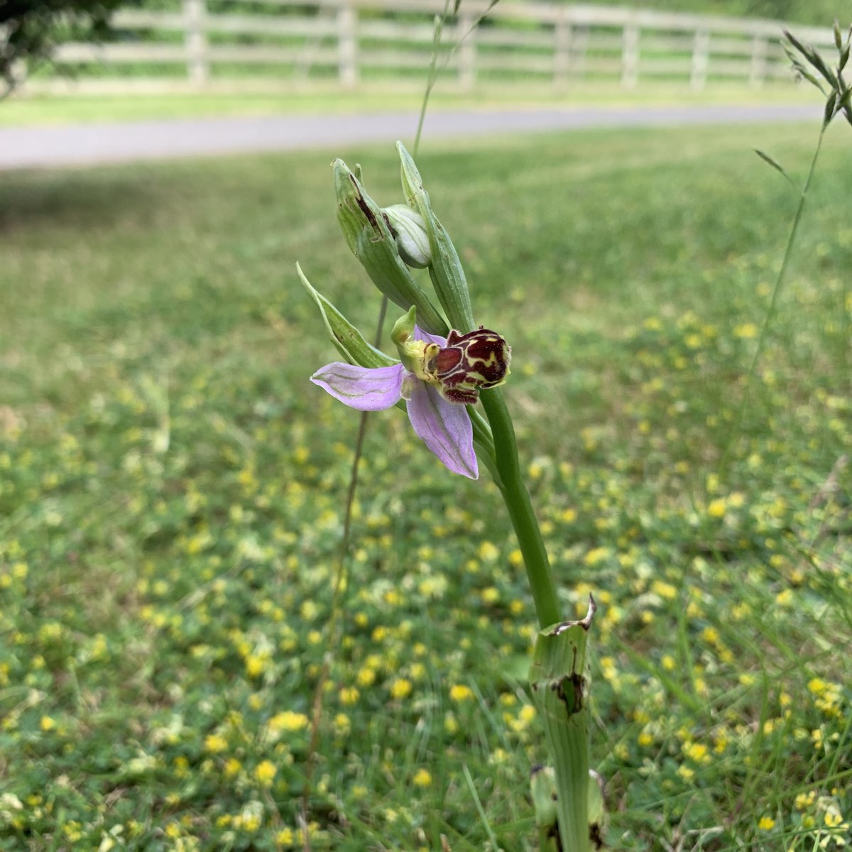 Found a Bee Orchid growing in our front lawn this morning #wildflowers #naturegarden @teeswildlife