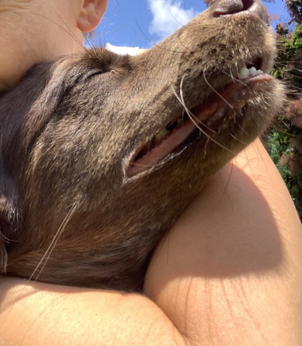 isnt she cute ? my doggie ) https://t.co/HlhP5Z9JOr