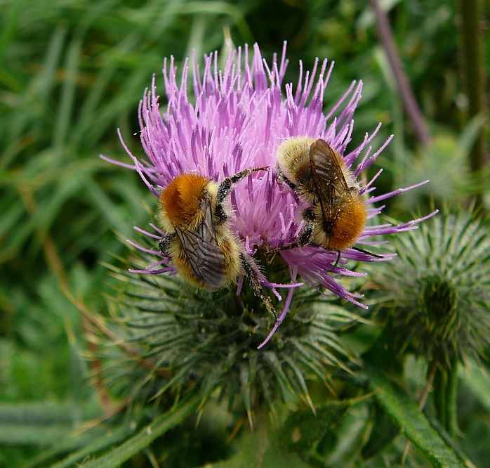 We're buzzing to recruit 3 new Trustees to join our organisation to help the UK's bumblebees. We're looking for Chair of the Board, Finance and EDI Trustee. Interested? Details: ow.ly/5Fvs50F7g29 Closing date Wed 30 June #EqualOpportunitiesEmployer #Diversity #Inclusion