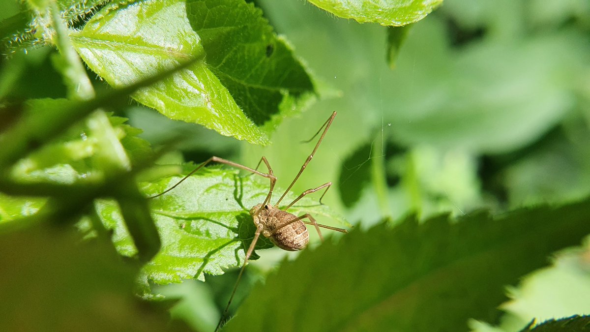 IkaKarl's tweet image. Mama spider has a lot of hungry children. The scorpionfly had to help out. #spiderlove #saveinsects