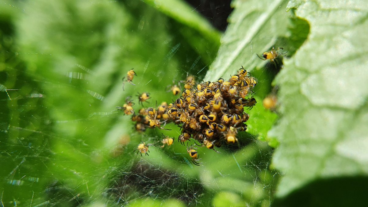 IkaKarl's tweet image. Mama spider has a lot of hungry children. The scorpionfly had to help out. #spiderlove #saveinsects