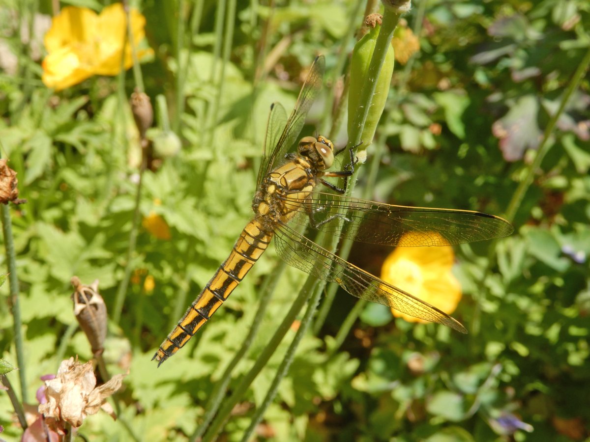 HenryStanier's tweet photo. It's @BDSdragonflies #PondWatch. Our #wildlifepond rewarded us with #damselflies emerging, #BlueTailedDamselflies on the wing, pairs of #AzureDamselflies #ovipositing (egg laying) in the #Frogbit, while a female #BlacktailedSkimmer perched on the #WelshPoppies nearby - perfect! https://t.co/ksHX3htkdC