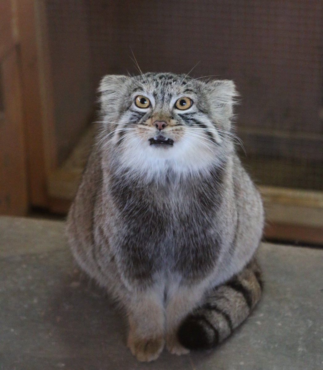 ニャロメ 君の名は プリームラ Primula ロシア語で 桜草 五つ子の中で一番身体が小さくて大人しい子で心配だったけど 一番最初にママになったんだね 頑張ってくれてありがとうね これからもプリちゃんの幸せを願い続けるよ マヌルネコ プリームラ