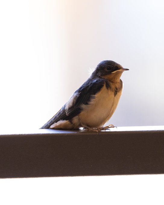 Just took its first flight 💕👏🏻 Their nest is on top of my front door light. They&rsquo;re cute but have made<a href="/tag/twitternaturecommunity"class="tags"><span>#twitternaturecommunity</span></a>