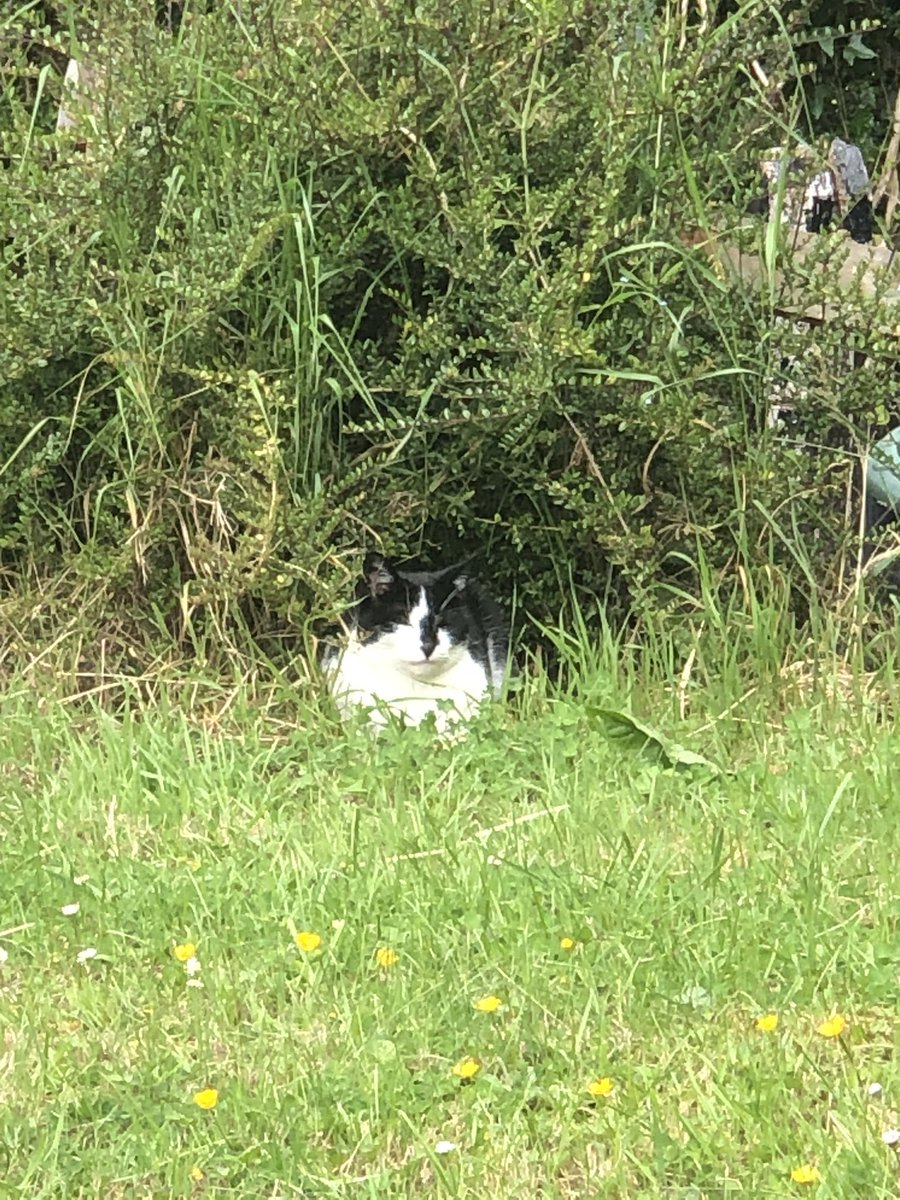 CatzRuleLife's tweet photo. I’ve found a cool spot in the hedge (Houdini) #sundayvibes #catzrule #blackandwhite #sunnyday #purrfect #CatsOfTwitter https://t.co/iXozGwmBDr