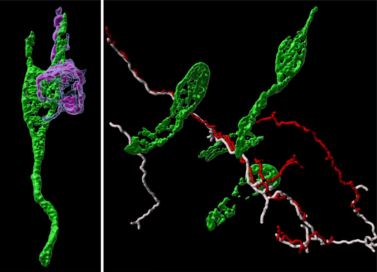 This stunning image by @adakoo126 has made it to the cover of Histochemistry and Cell Biology <a href="/SpringerNature/">Springer Nature</a>! 

Pictured: L-cell wrapped around a #5HT #cell in the distal #colon from our comprehensive study of 5HT #EECs in the #gut.

Paper out in full: link.springer.com/article/10.100…