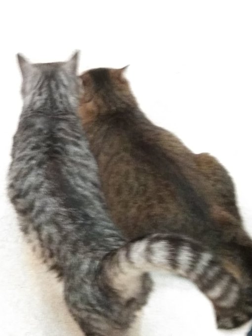 猫カフェここねこのtwitterイラスト検索結果 猫カフェここねこのtwitterイラスト検索結果