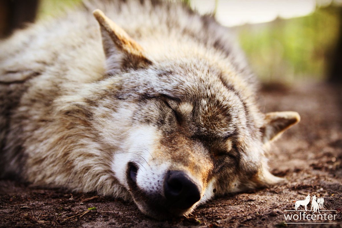 WOLFCENTER_'s tweet photo. Einen entspannten Start in den Sonntag! 🐺
#wolfcenterdörverden #wolfcenter #wölfe #wolves #lazysunday #weekendvibes #SleepingBeauty #gumo https://t.co/gckhr5Qaqc